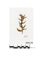 藏品(假絲帶苔)的圖片